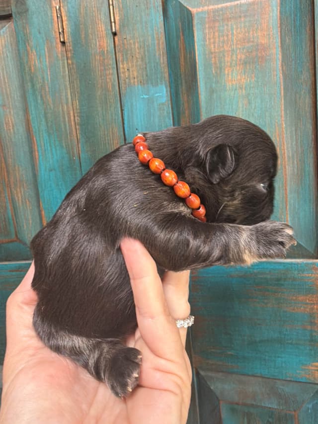 French Bulldog Puppies media 2