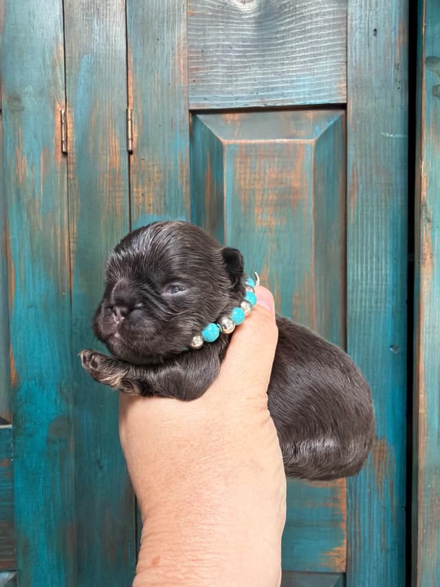 French Bulldog Puppies media 4