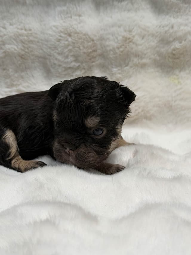 French Bulldog Puppies media 5