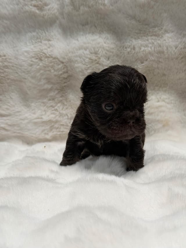 French Bulldog Puppies media 6