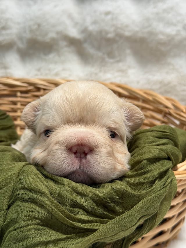 French Bulldog Puppies media 8