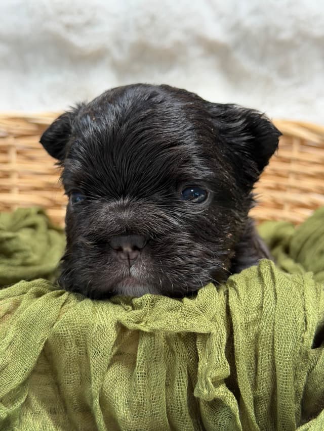 French Bulldog Puppies media 7