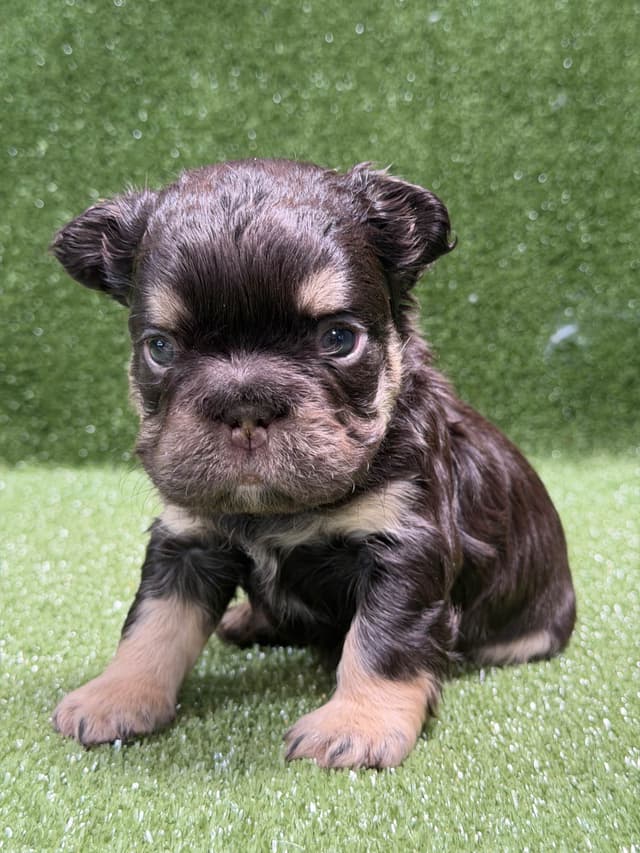 French Bulldog Puppies media 11