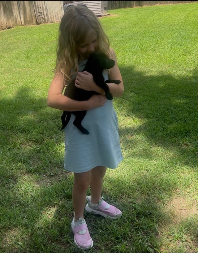 Labrador Retriever Puppies media 5