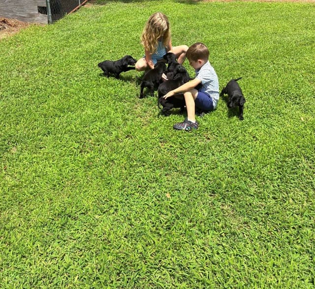 Labrador Retriever Puppies media 6