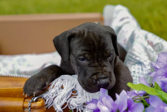 Great Dane Puppies media 2