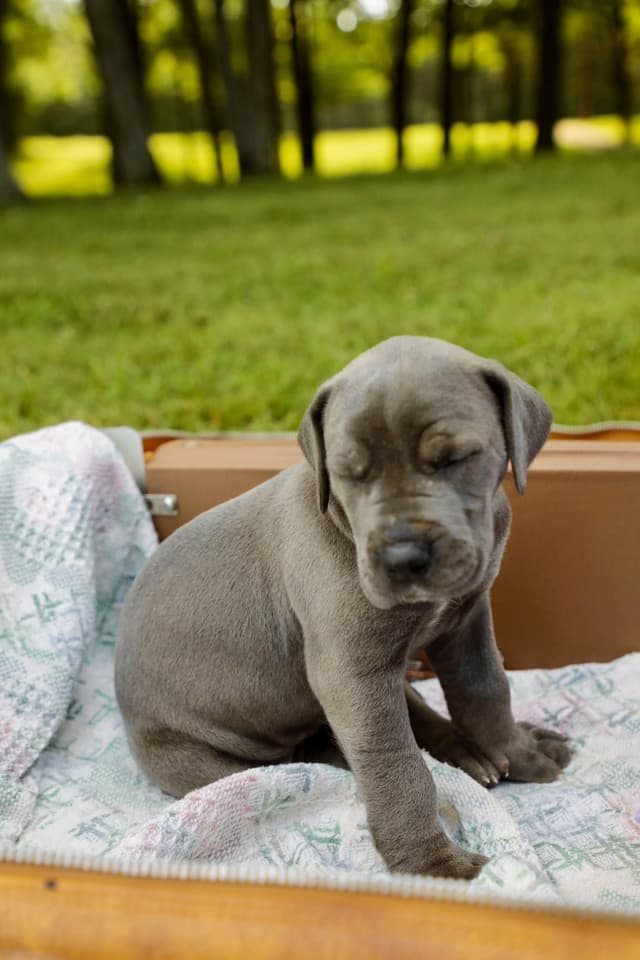 Great Dane Puppies media 3