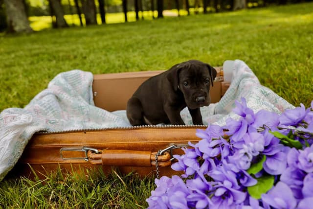 Great Dane Puppies media 4