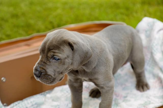 Great Dane Puppies media 5