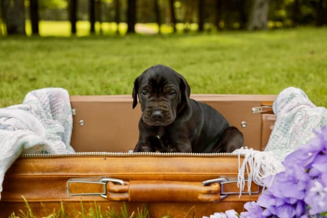 Great Dane Puppies media 7