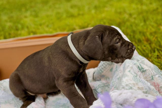 Great Dane Puppies media 6