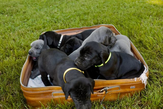 Great Dane Puppies media 8