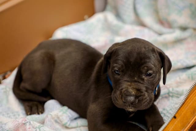 Great Dane Puppies media 9
