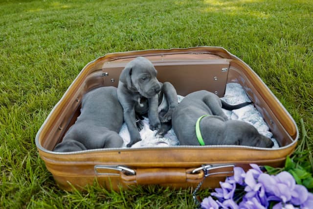 Great Dane Puppies media 10