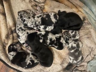 Great Dane Puppies breeder image 2