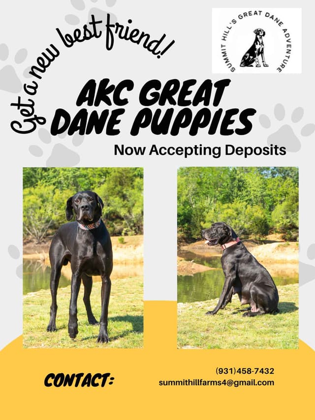 Great Dane Puppies media 11