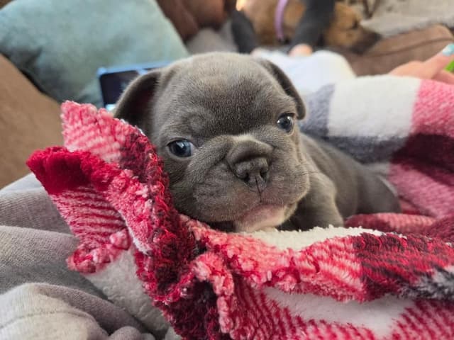 French Bulldog Puppies media 2