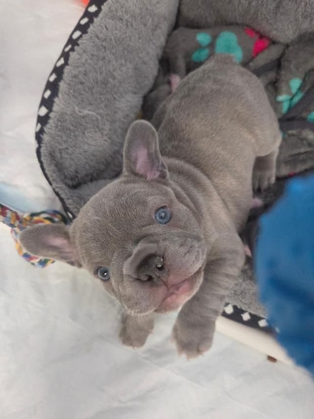 French Bulldog Puppies media 3