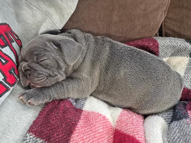 French Bulldog Puppies media 8
