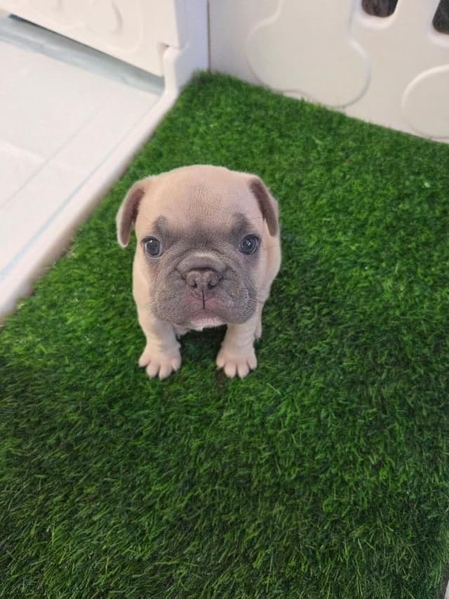 French Bulldog Puppies media 5