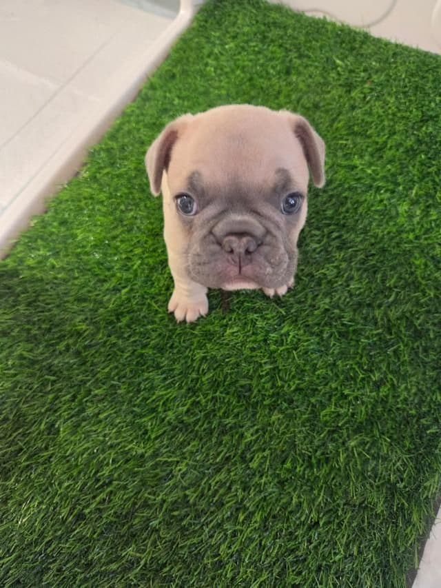 French Bulldog Puppies media 6