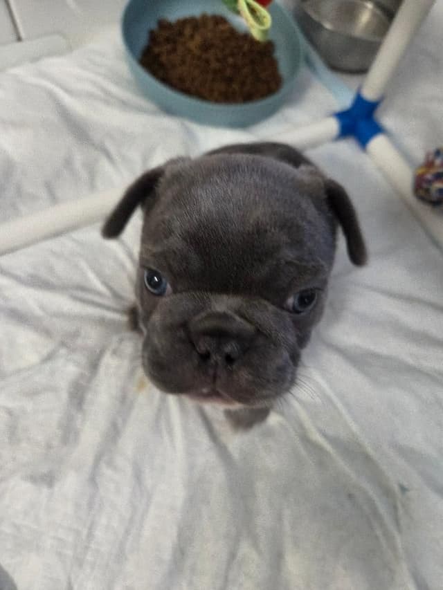French Bulldog Puppies media 7