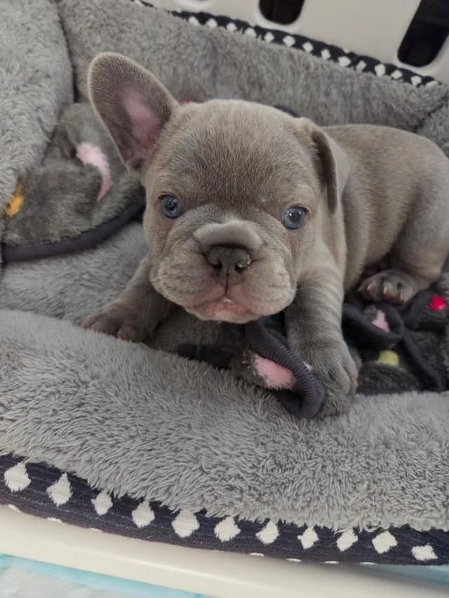 French Bulldog Puppies media 4