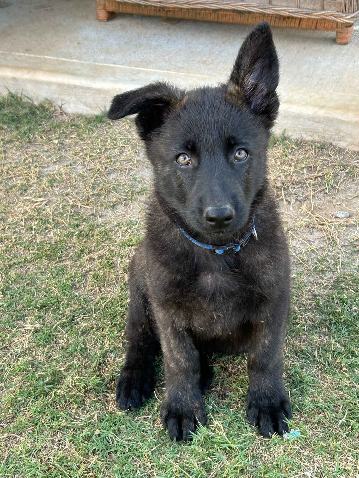 German Shepherd Dog Puppies breeder image 2