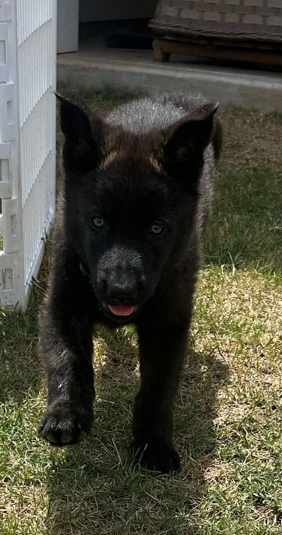 German Shepherd Dog Puppies breeder image 5