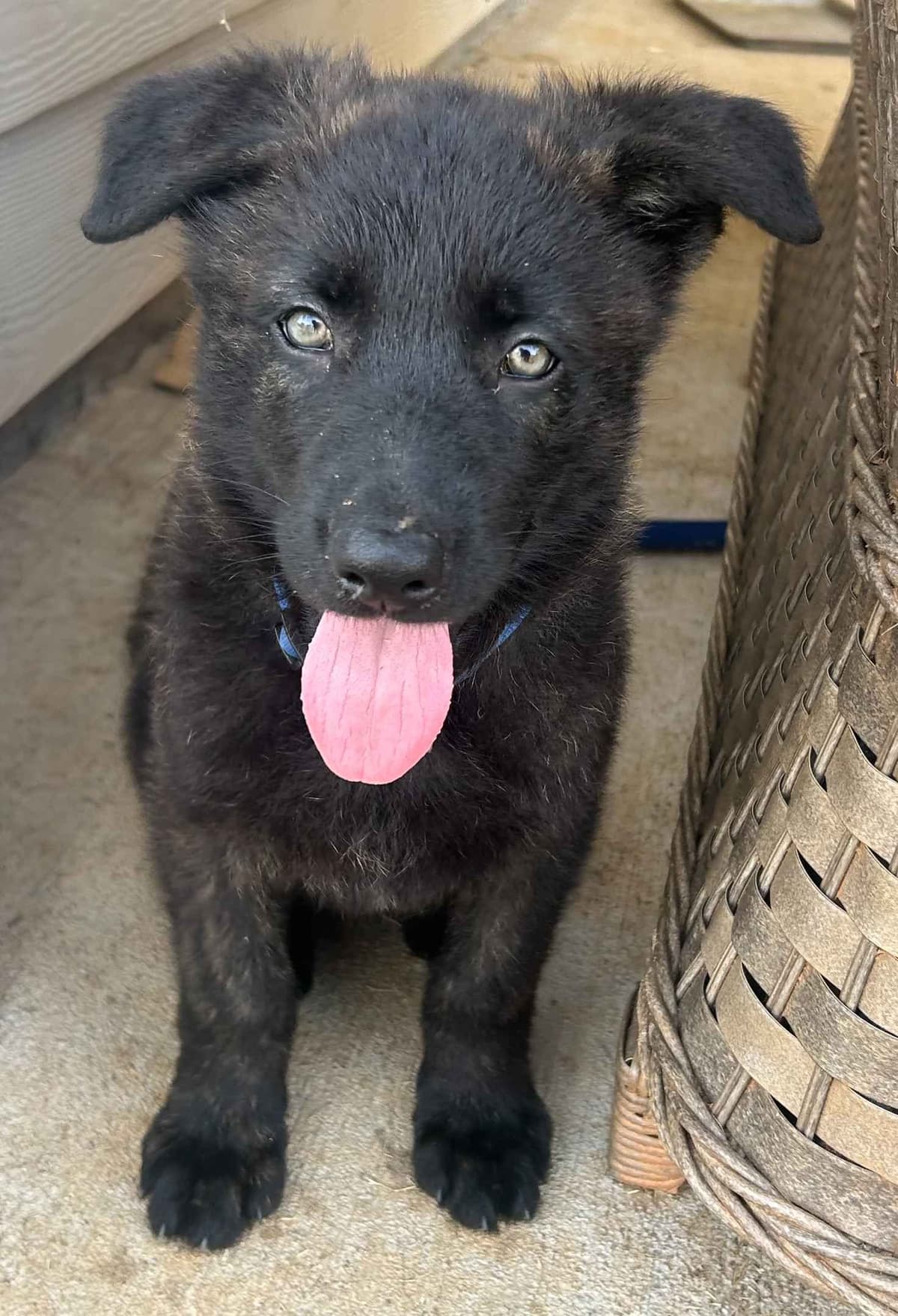 German Shepherd Dog Puppies breeder image 6