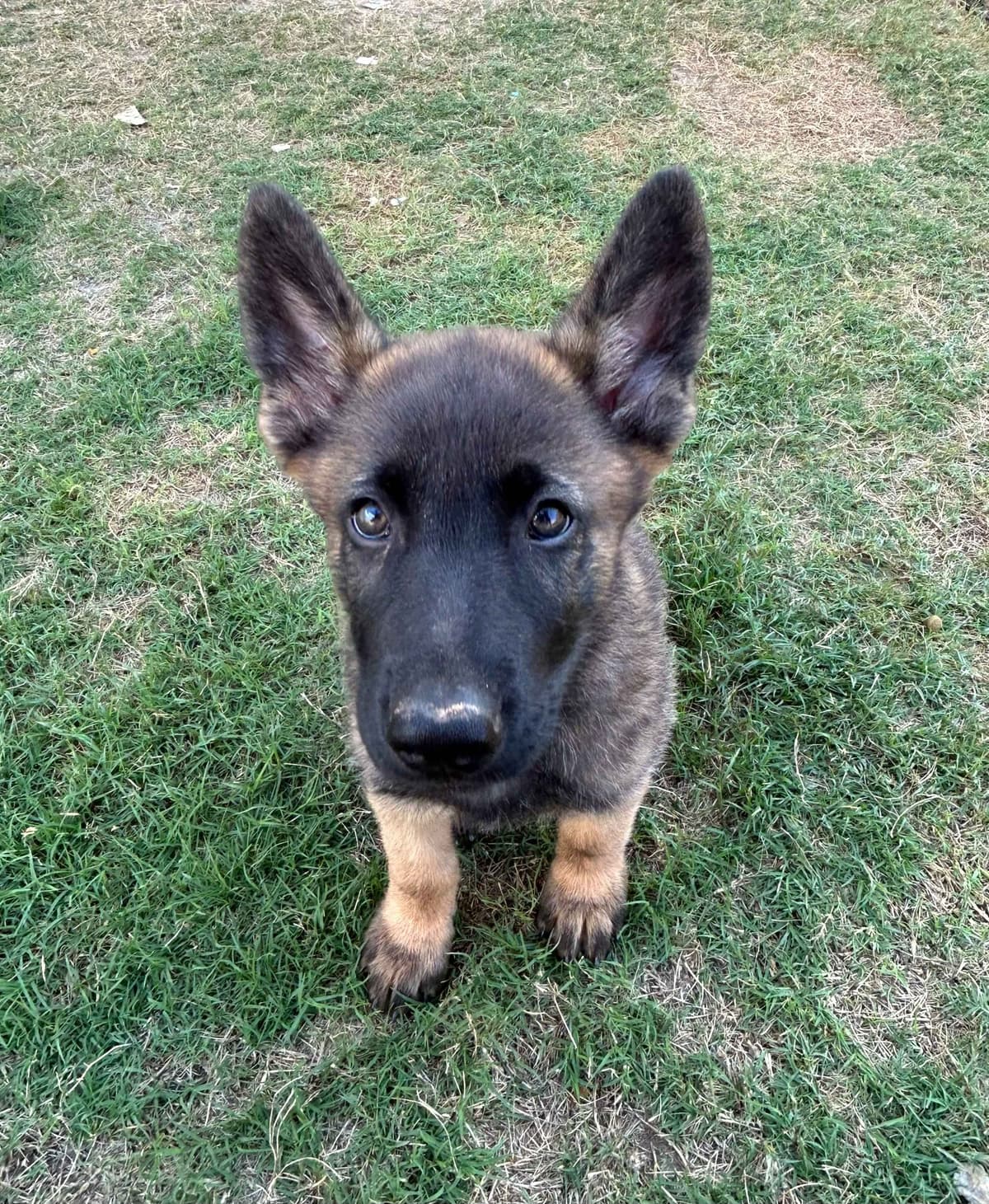 German Shepherd Dog Puppies breeder image 9