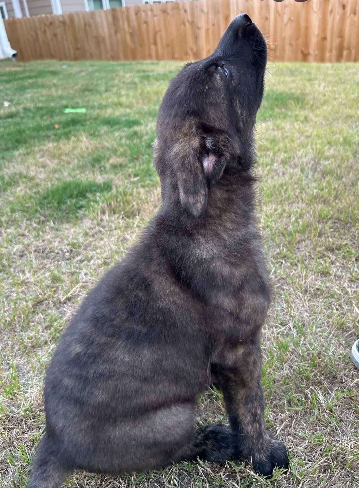 German Shepherd Dog Puppies breeder image 10