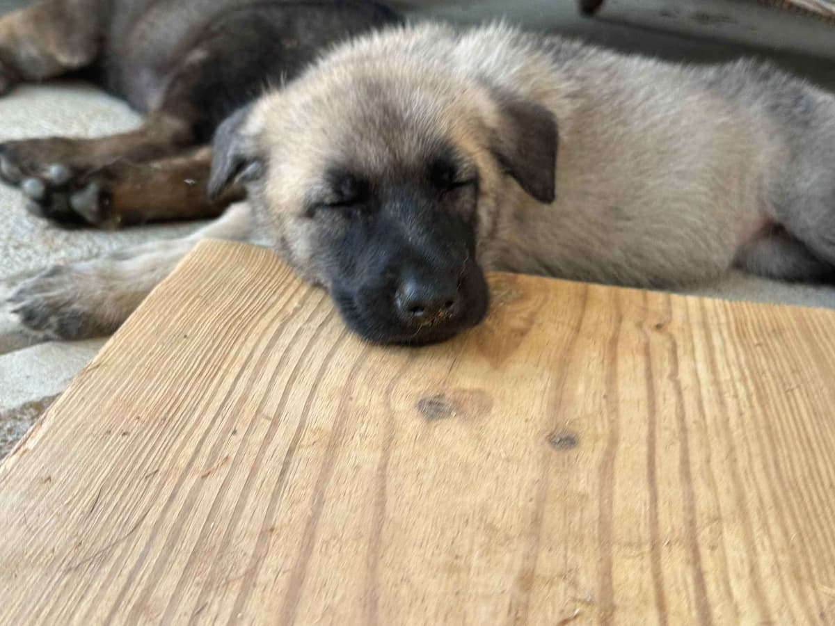 German Shepherd Dog Puppies breeder image 11