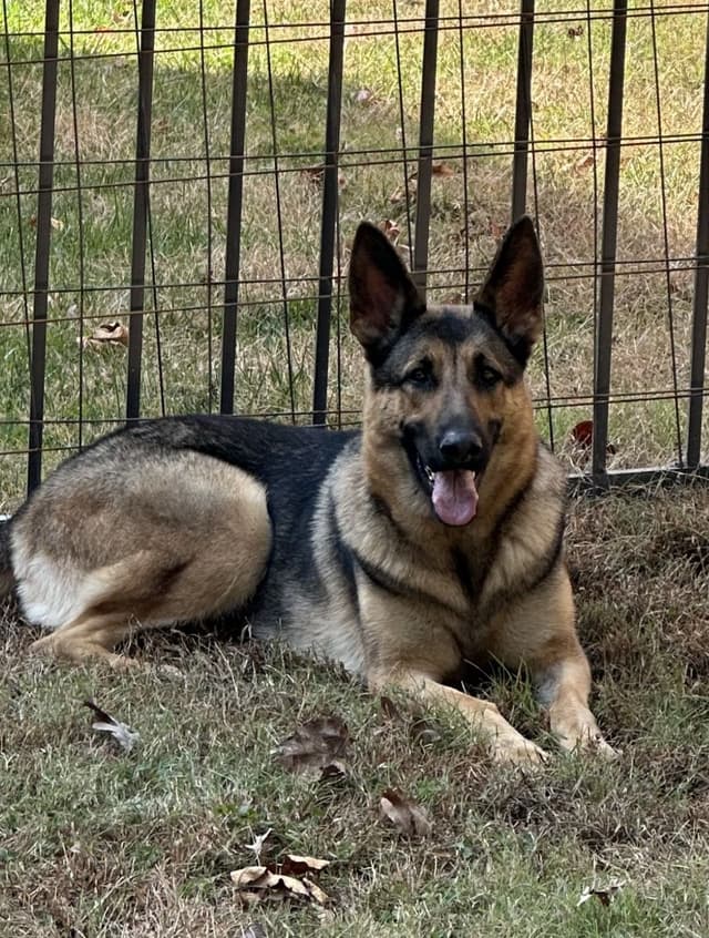 German Shepherd Dog Puppies media 2