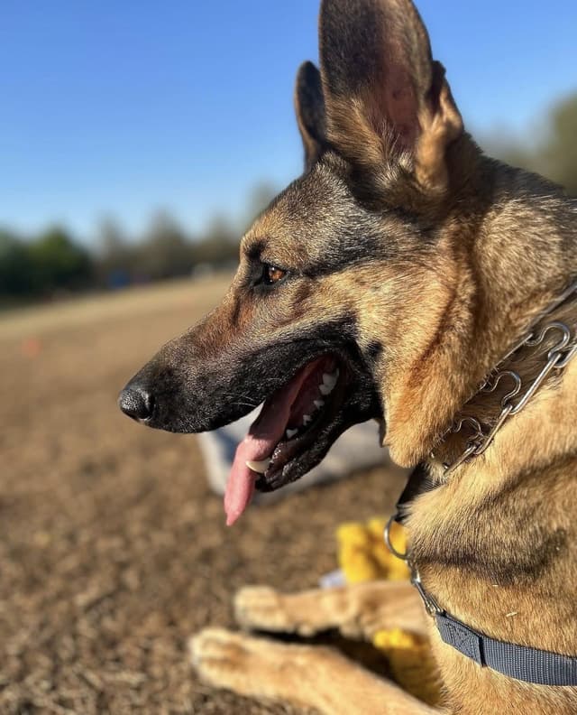 German Shepherd Dog Puppies media 3