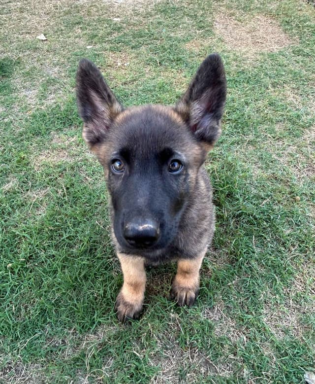 German Shepherd Dog Puppies media 10