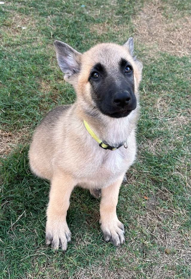 German Shepherd Dog Puppies media 11