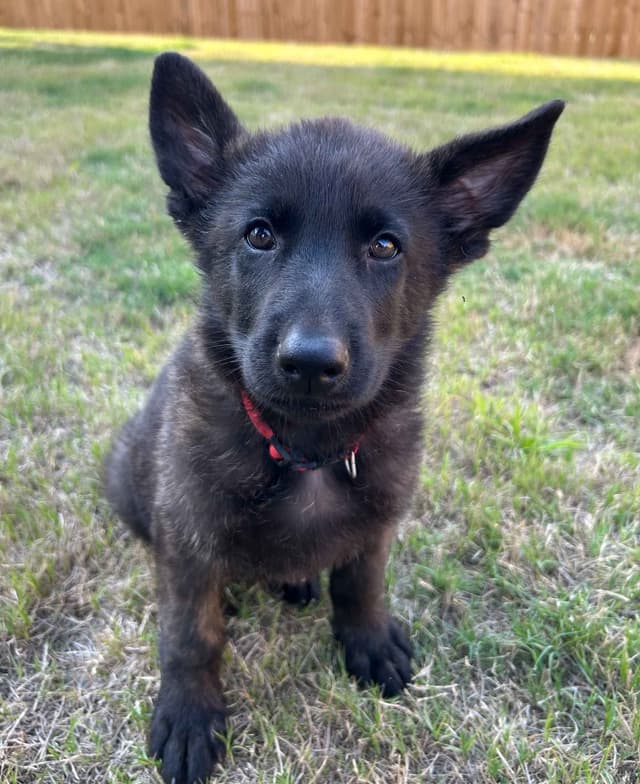German Shepherd Dog Puppies media 4