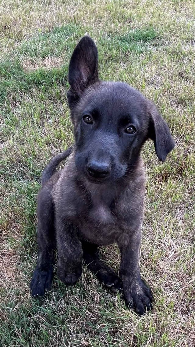 German Shepherd Dog Puppies media 6