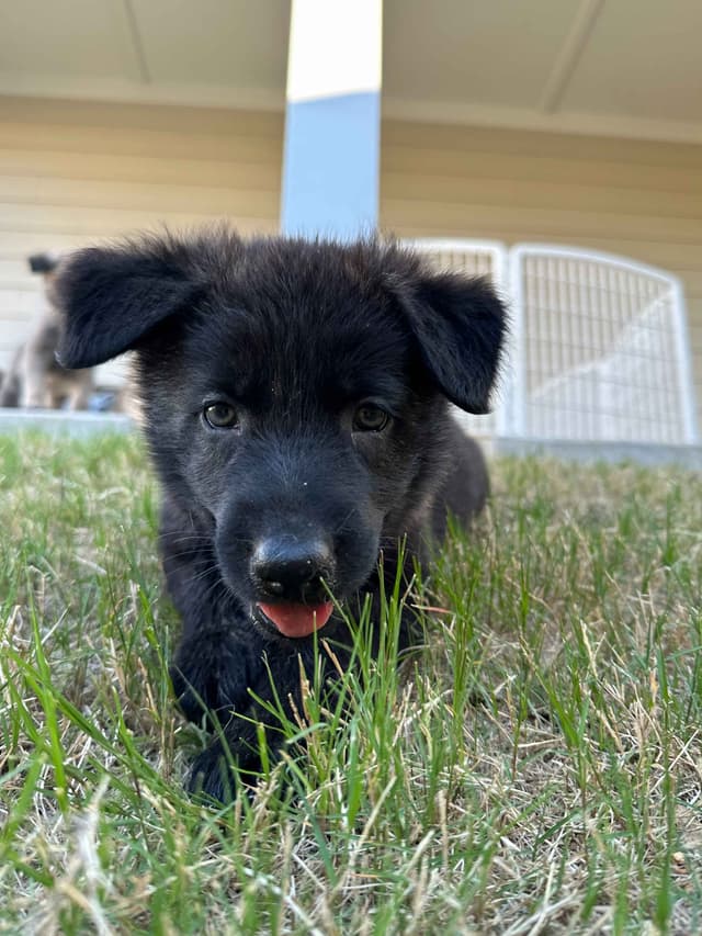 German Shepherd Dog Puppies media 8