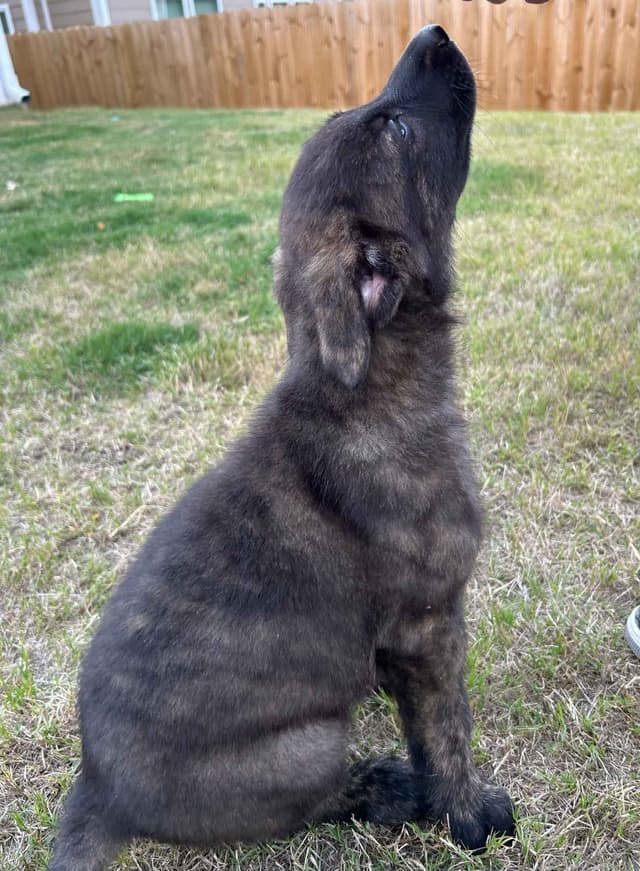 German Shepherd Dog Puppies media 12