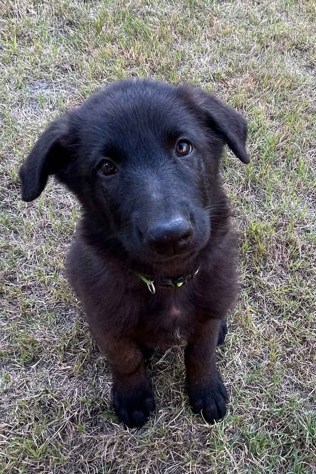 German Shepherd Dog Puppies media 13
