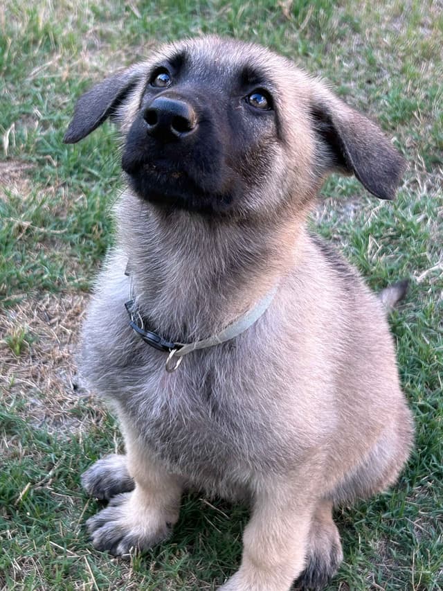 German Shepherd Dog Puppies media 14