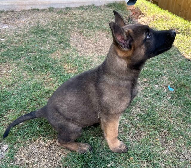 German Shepherd Dog Puppies media 15