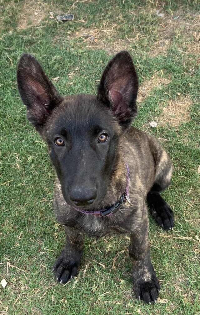 German Shepherd Dog Puppies media 7