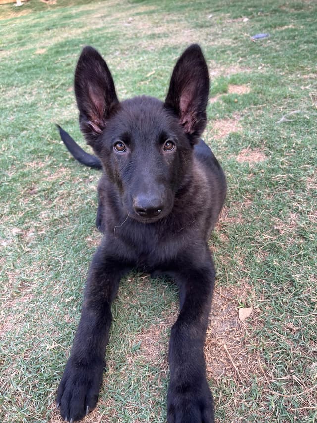 German Shepherd Dog Puppies media 9