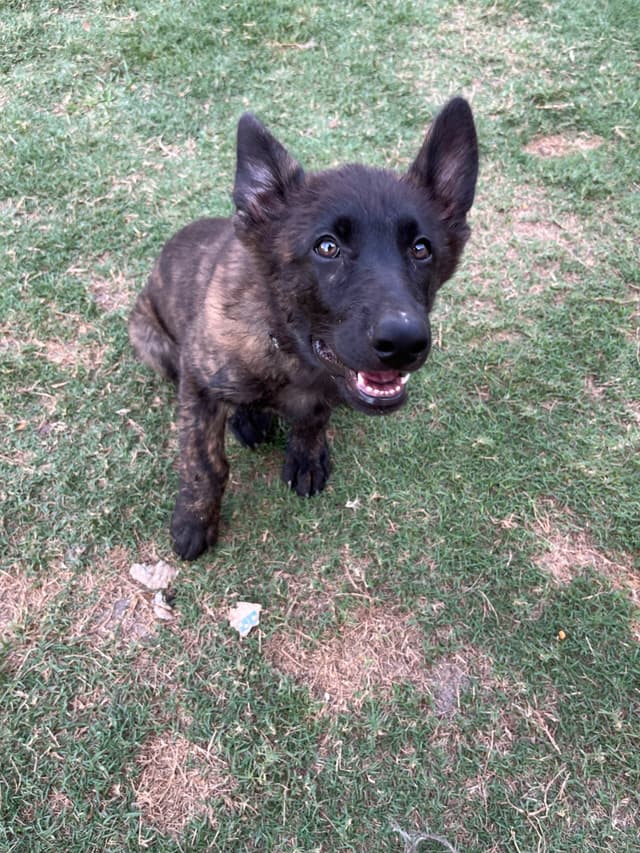 German Shepherd Dog Puppies media 5