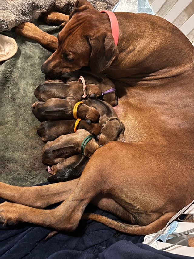 Rhodesian Ridgeback Puppies - 4 females 6 males media 2