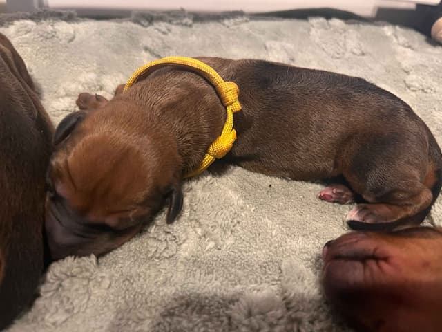 Rhodesian Ridgeback Puppies - 4 females 6 males media 4
