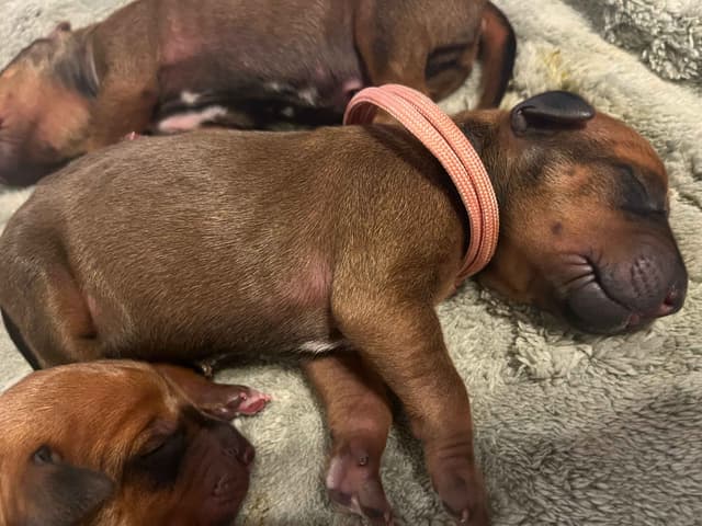 Rhodesian Ridgeback Puppies - 4 females 6 males media 5
